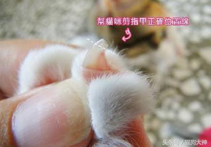猫指甲刀怎么用(猫指甲剪怎么用)