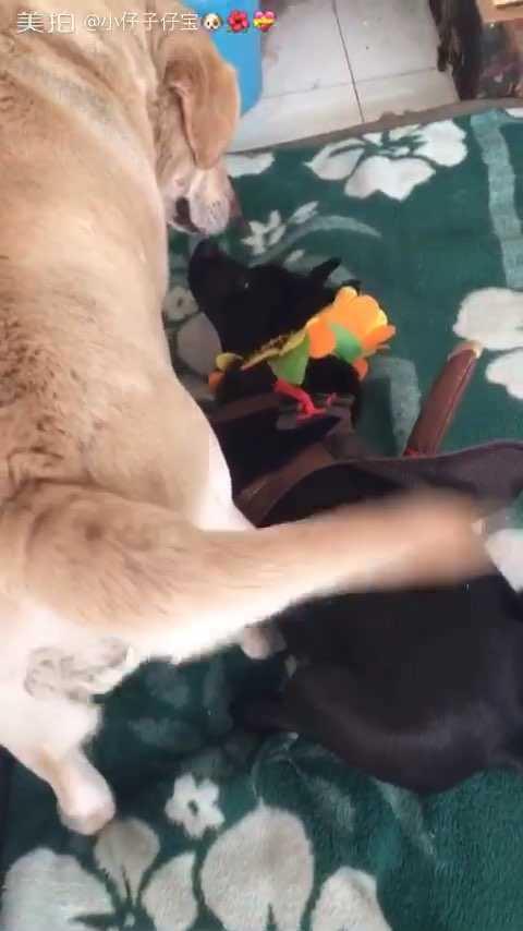 黑子奇基后宫是什么意思 友邦知识网