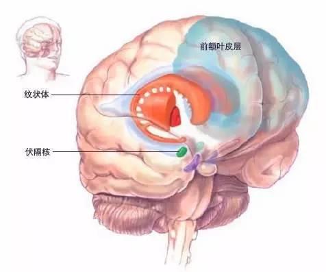 不仅仅是同性恋治疗：科学史上最诡异的实验