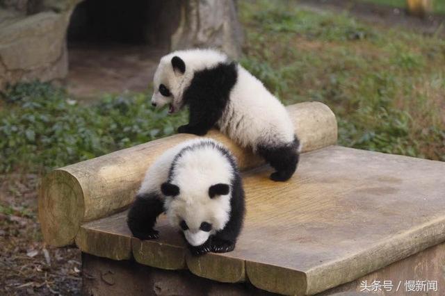 求赐名！重庆动物园双胞胎大熊猫正式与市民见面