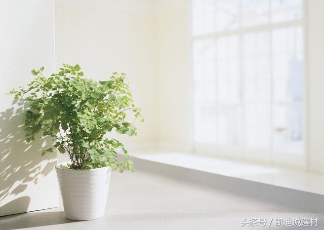 室内绿色植物真能吸收有害气体吗？