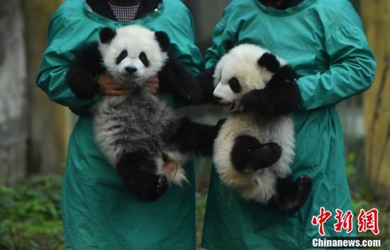 重庆动物园双胞胎大熊猫宝宝正式与游客见面