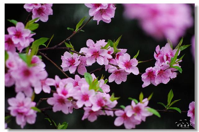 丰庆公园满园春色 彩色的世界来了