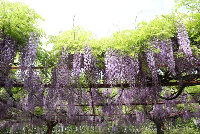 紫藤什麼時候開(紫藤樹什麼時候開花)