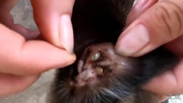 蝉虫狗图片狗耳朵上长满蜱虫图片狗身上寄生虫图片蜱虫