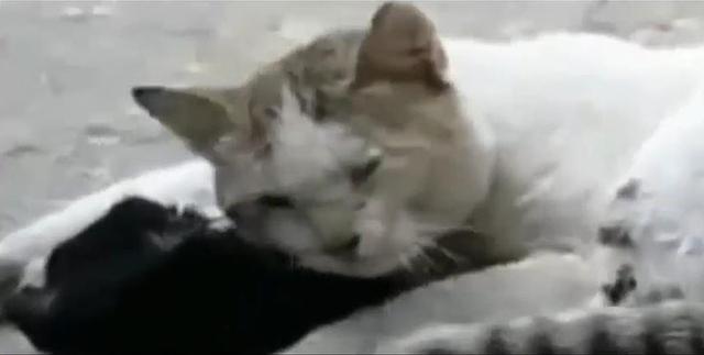 母猫被车撞飞倒地，公猫含泪靠在母猫身上，下一幕令人心碎