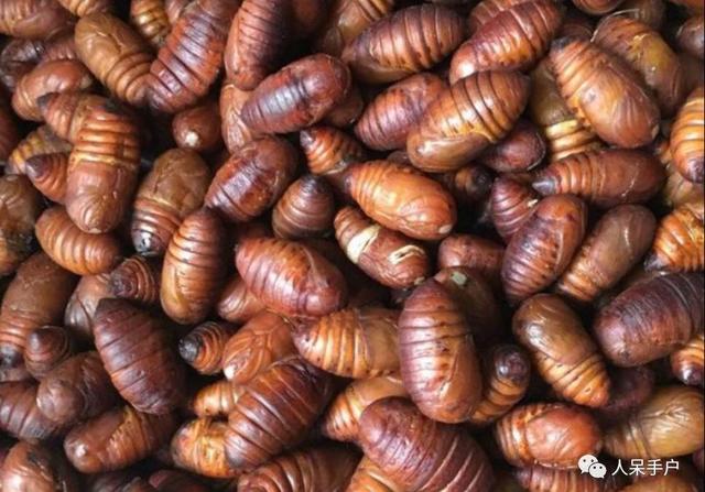 蛹是什么意思(蛹指什么)