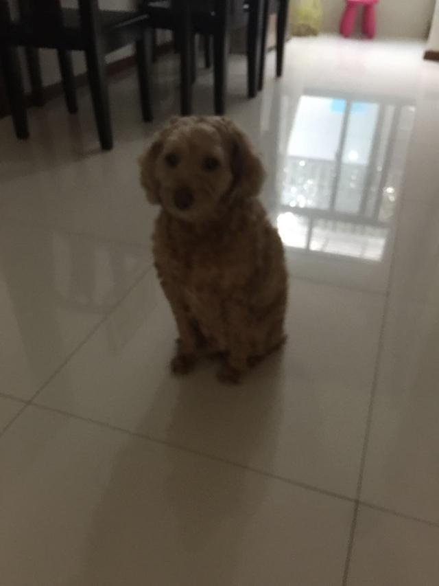 真泰迪与假泰迪的区别