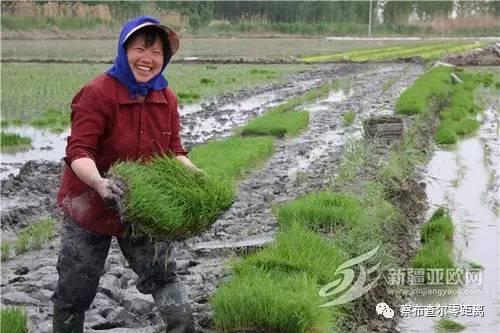 伊犁河谷地区是否适合发展水稻种植业