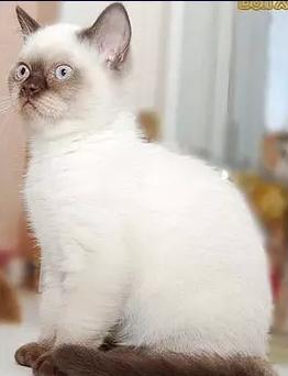 英短的颜色你见过多少种