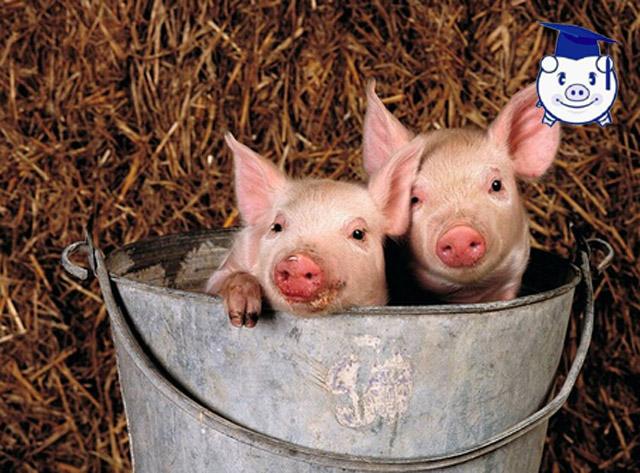 如何让仔猪学会吃食？作为养殖户真的需要好好看看！