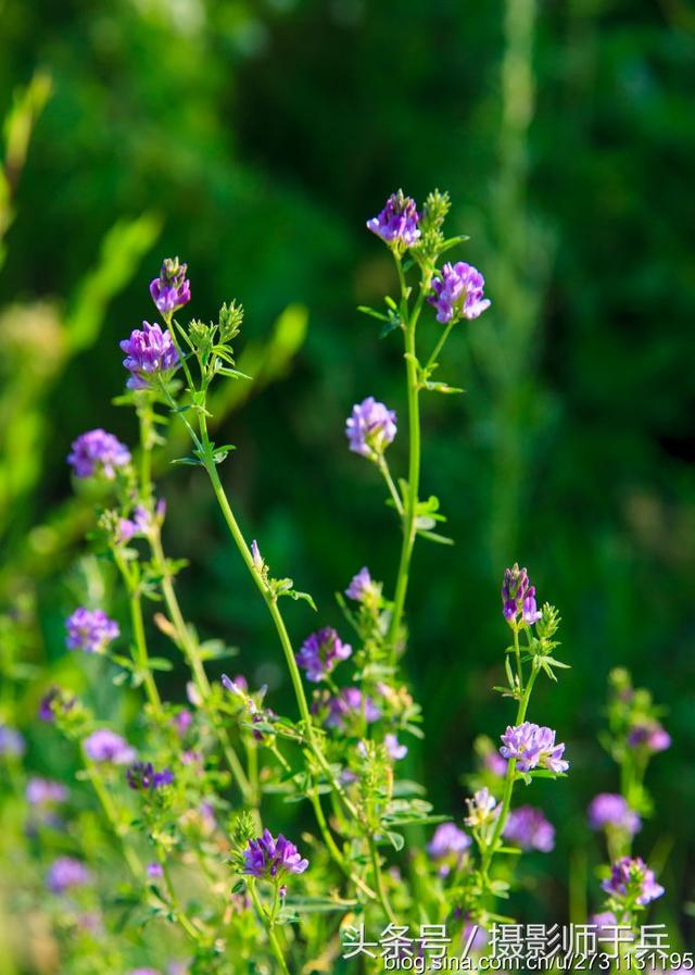 苜蓿什么意思苜蓿长什么样子