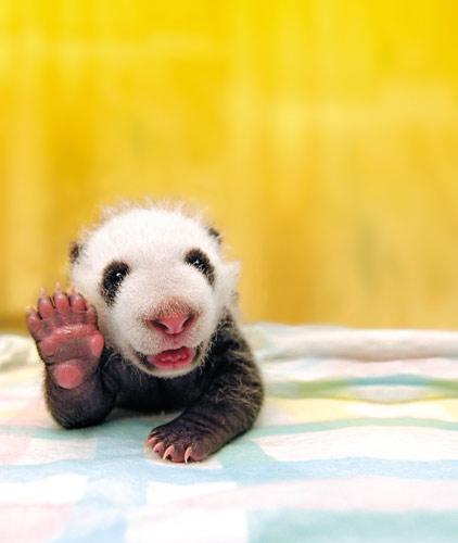 熊猫为什么会给人有可爱的感觉？