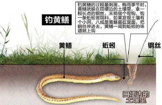 用直针钓黄鳝怎么绑针(一根针绑钩法图解)