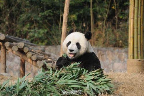 两只大熊猫将赴韩 熊猫版签证简直要萌哭