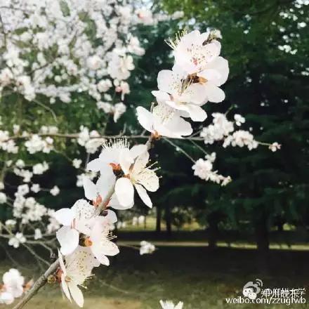 郑州大学不欢迎市民去赏花了？你怎么看？