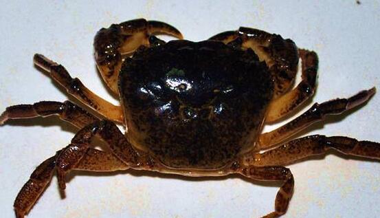 活螃蟹怎么保存 活螃蟹如何保存才好
