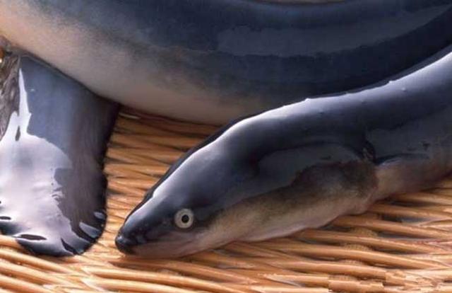 海鳗鱼多少钱一斤(海鳗鱼的做法和禁忌)