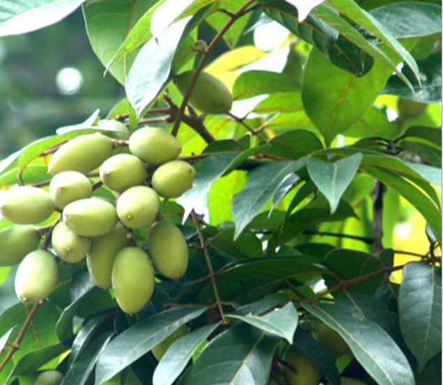 油橄榄种植条件(油橄榄种植中国适生区)