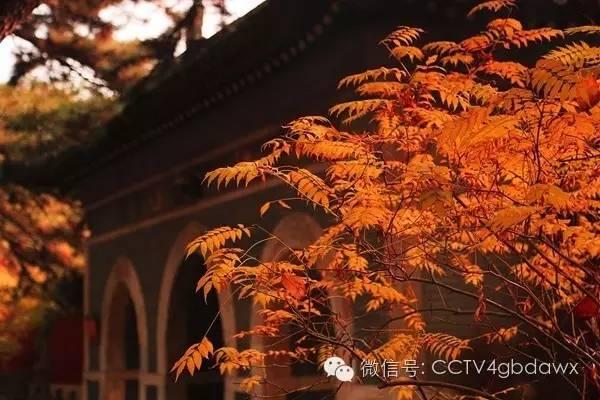 带着这些知识进寺庙，你会慧眼大开！