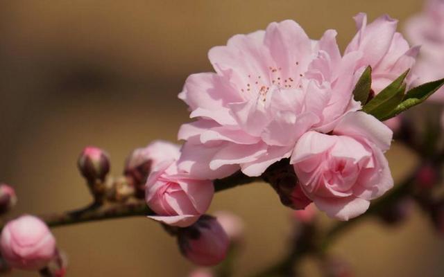 桃花劫是什麼意思男人犯桃花劫如何化解