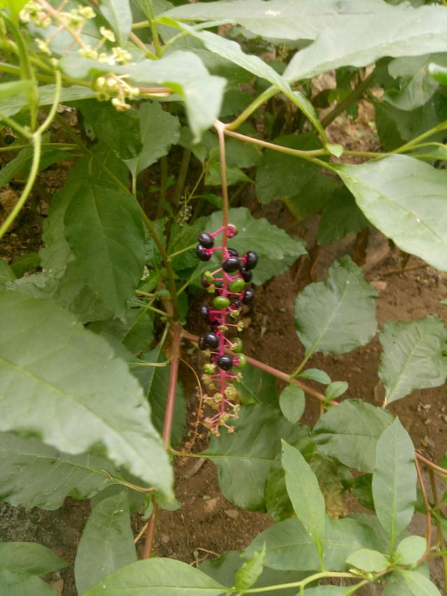 商陆花怎么用(商陆花软件使用教程)