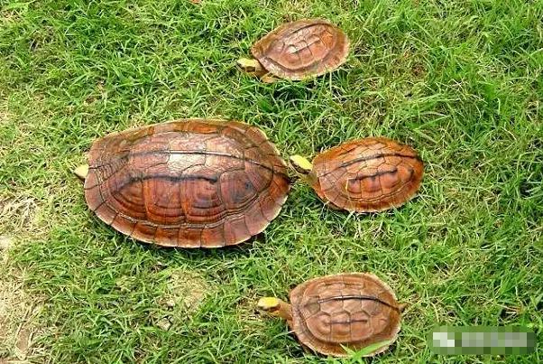 石金钱龟有几种