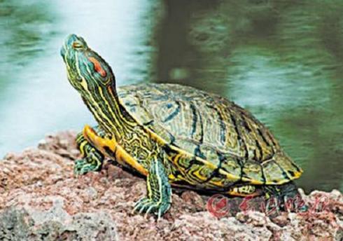 一学就会，6招教你辨别巴西龟年龄！