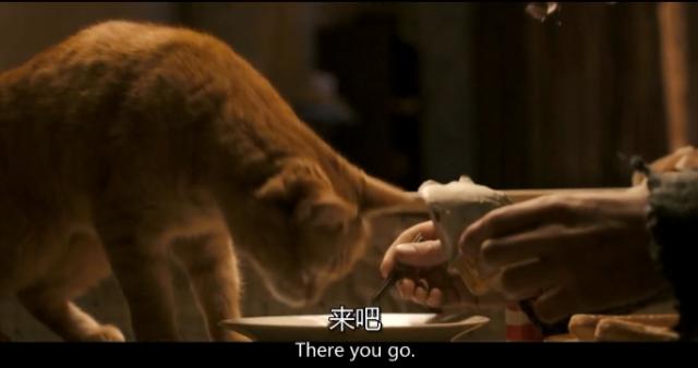 豆瓣8.1分治愈系电影,一只看到就会让人上瘾的猫!
