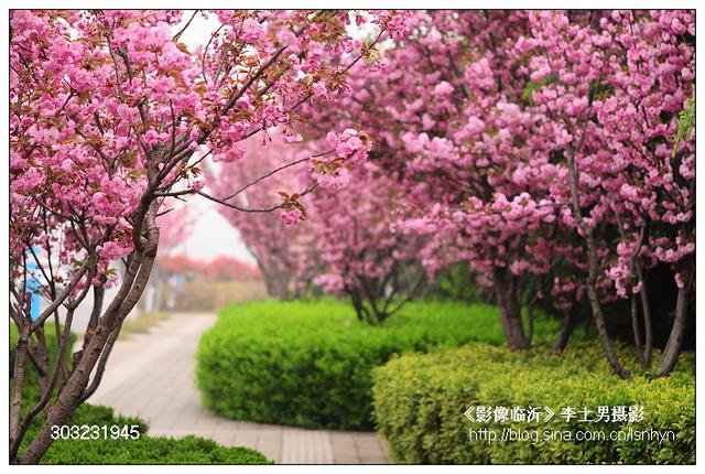 临沂多条道路迎来最美樱花季！ 不畏雾霾遮望眼，不见就散了！