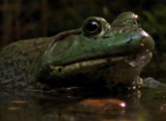 大青蛙饥不择食吞下蝾螈后，没走几步，神奇的事情居然发生了