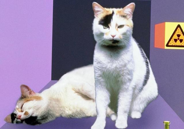 薛定谔的猫什么意思(薛定谔的猫是什么梗)