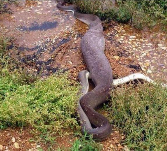 鳄鱼被蟒蛇吃进肚子里后的变化，不得不让人惊叹啊！