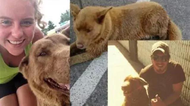 12年来这只狗狗仅凭一狗之力,撩遍了一整个镇的人!
