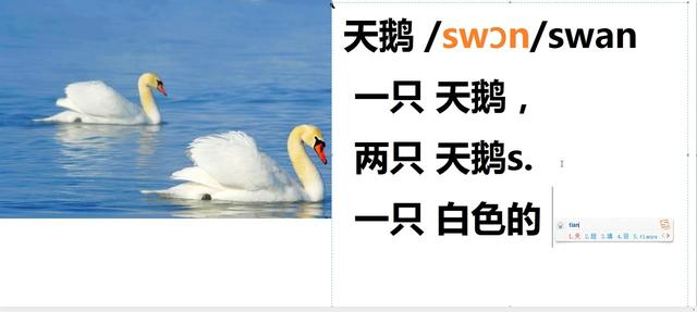 鹅用英语怎么说(goose怎么读)