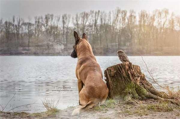 迷你猫头鹰和狗狗的深厚情谊让网友大吵不过瘾，摄影师只好加码！