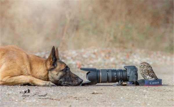 迷你猫头鹰和狗狗的深厚情谊让网友大吵不过瘾，摄影师只好加码！
