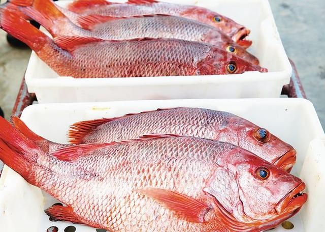 鱼中的主打产品儋州红鱼是咸,海南三亚十大特产而终生难忘让人尝之.
