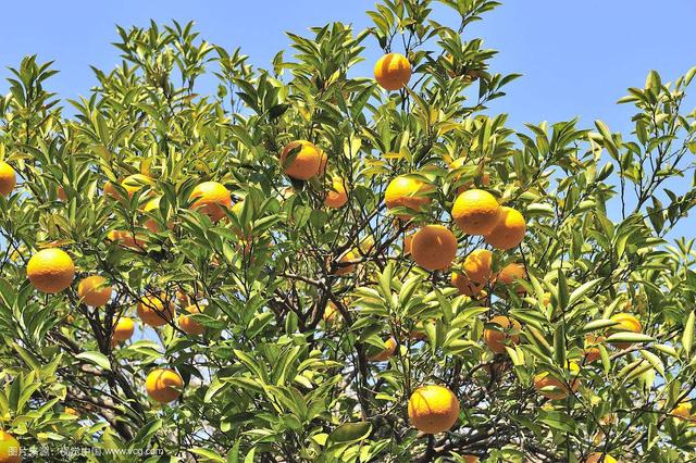 叔本华:怎样成为一个独立思考的人