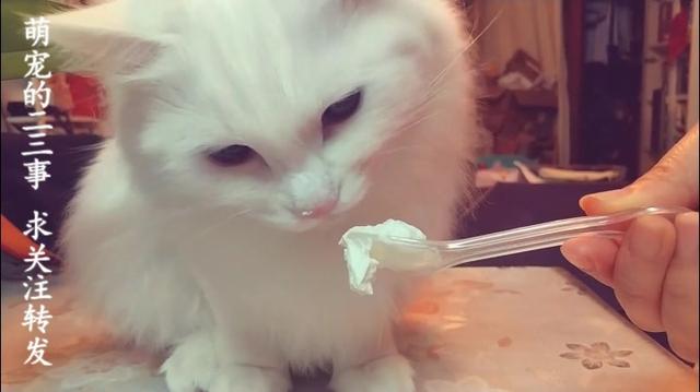 两个月大的小猫吃了奶油会怎样呀