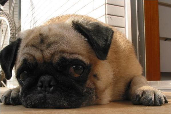 哈巴什么意思(四川话哈巴儿什么意思)