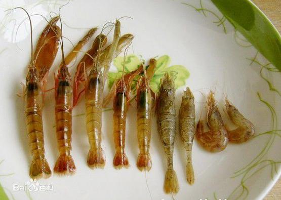 龙口桃花虾、桃红虾那些事！桃花虾最贵时居然卖到一百多元一斤！