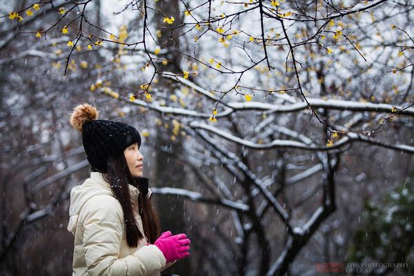 迎着极寒天气，杭州灵峰踏雪寻梅