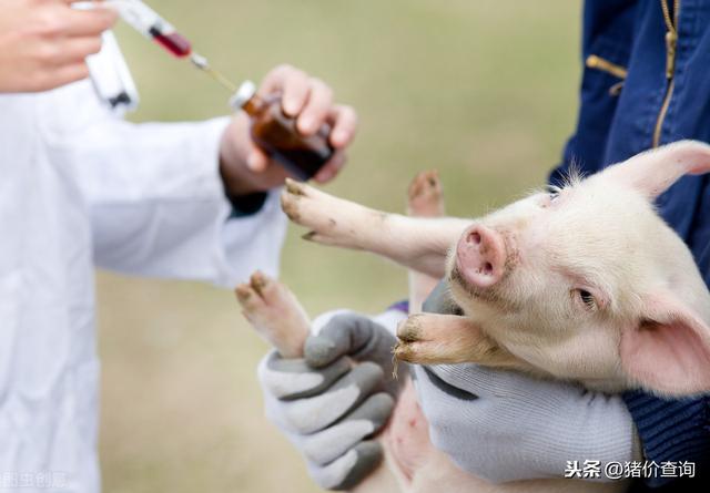 「传染人」新型猪流感病毒，部分生猪养殖场工人已被感染