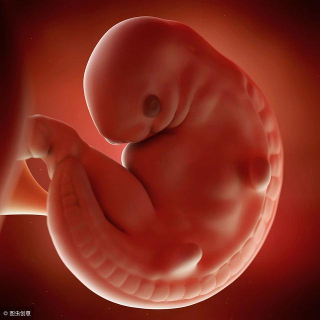 胎儿心脏什么时候发育(心脏什么时候发育成熟)