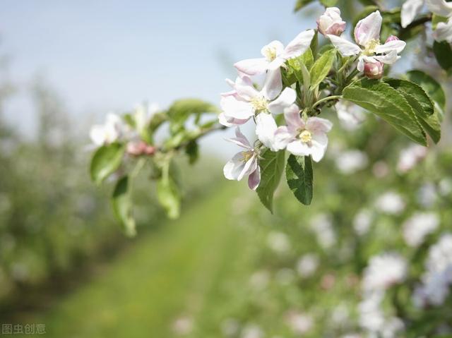 曹泳春：什么是花芽分化？影响花芽分化的因素主要有哪些？