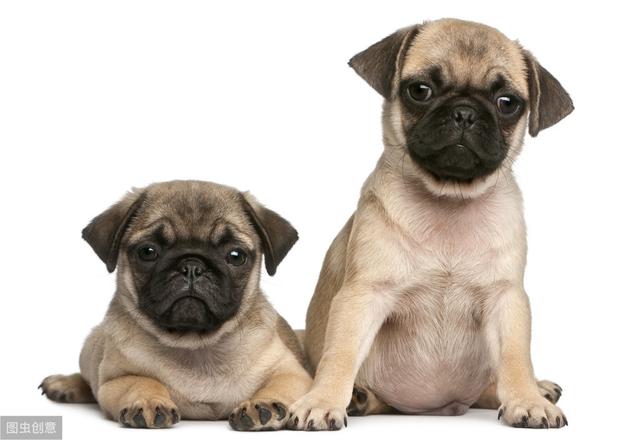 巴哥犬颜值不高，为什么总是吸引很多的人来喂养