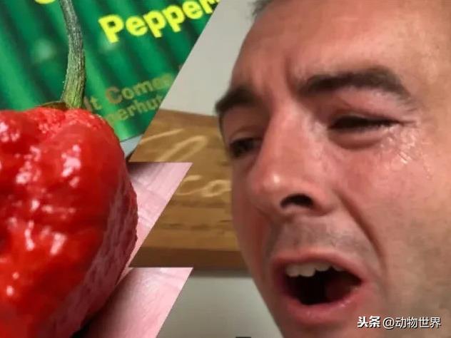辣椒的辣与生姜的辣有何区别？