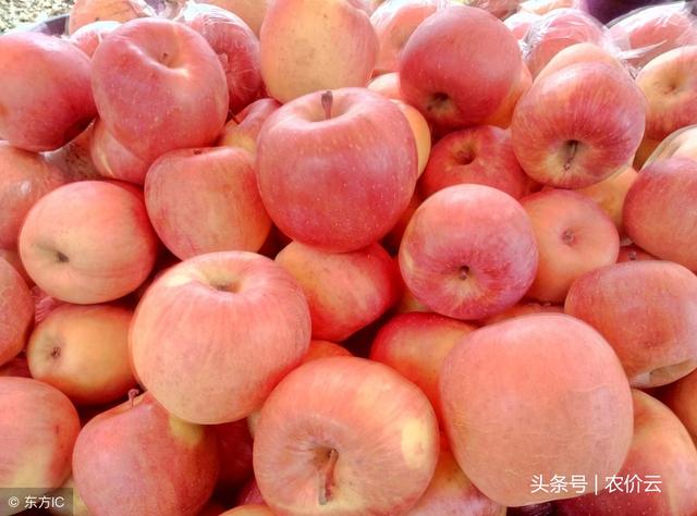 苹果批发多少钱(2019苹果多少钱一斤)