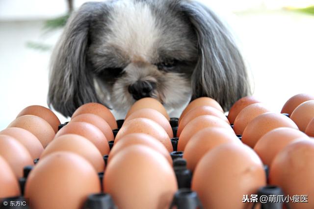 五十天的狗狗是否可以吃鸡蛋
